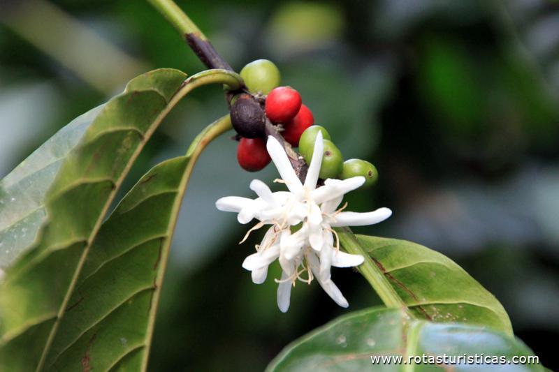Flor e fruto do café, Fotos de, Santa Catarina . Ilha de