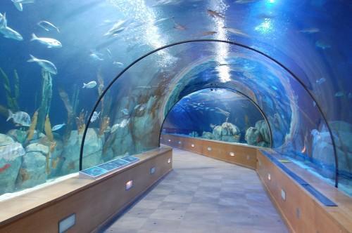 Aquarium des Bermudes (Hamilton)