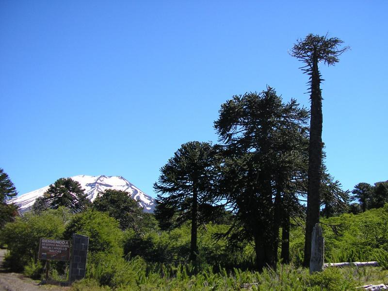 Réserve nationale de Malalcahuello (Temuco)