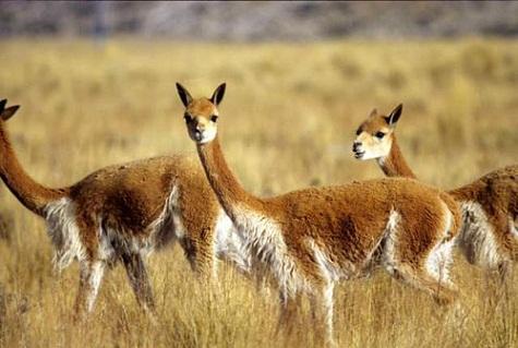 Las Vicuñas National Reserve (Arica)