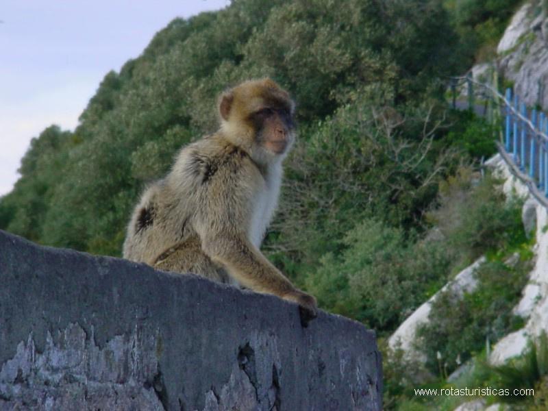 Scimmia di Gibilterra