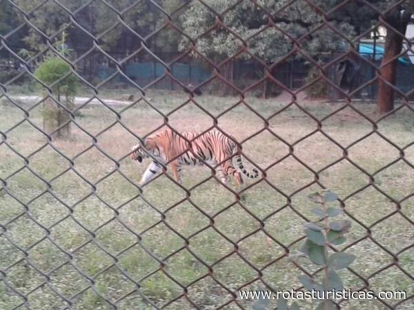 Maharajbaug Zoo