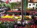 Cuemanco Flower Market